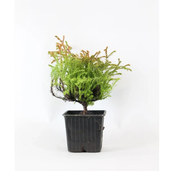 Tuia aurie ”Golden Tuffet” - Ghiveci 0.7L