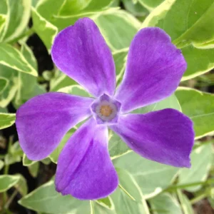 Vinca major ‘Variegata’ de 20-30cm - Ghiveci 0.7L