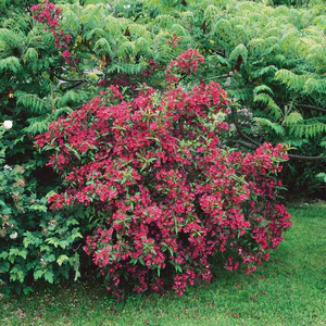 Weigela 'Bristol Ruby' - Ghiveci 0,7L