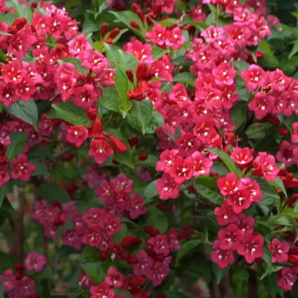Weigela 'Bristol Ruby' - Ghiveci 0,7L - imagine 2