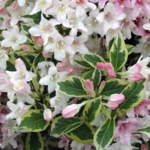 Weigela 'Florida Variegata' - Ghiveci 0,7L