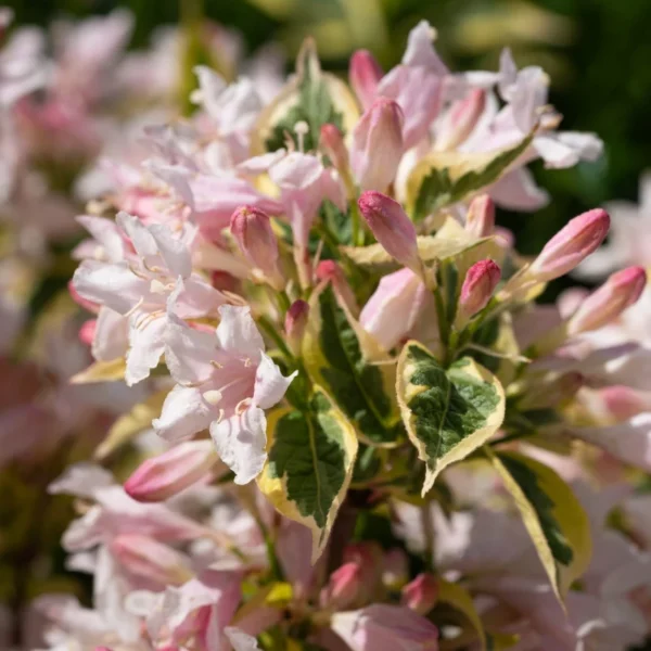 Weigela 'Florida Variegata' - Ghiveci 0,7L - imagine 2