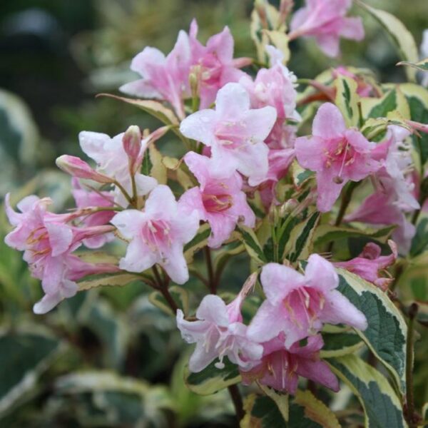 Weigela ”Nana Variegata” 40-45 cm - Ghiveci 3L - imagine 2