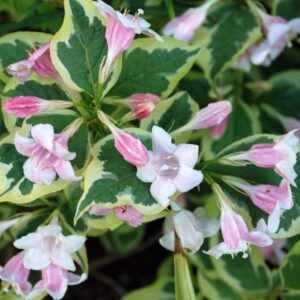 Weigela ”Nana Variegata” 40-45 cm - Ghiveci 3L