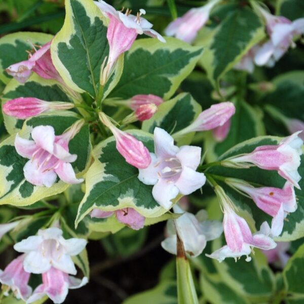 Weigela ”Nana Variegata” 40-45 cm - Ghiveci 3L