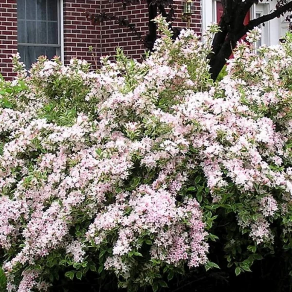 Weigela 'Splendid' la ghiveci - imagine 2