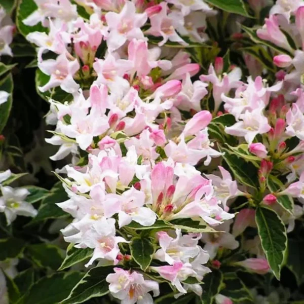 Weigela 'Splendid' la ghiveci