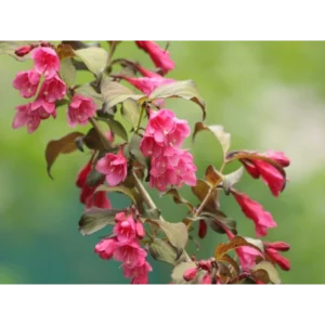Weigela „Rubidol” - Ghiveci 0,7L