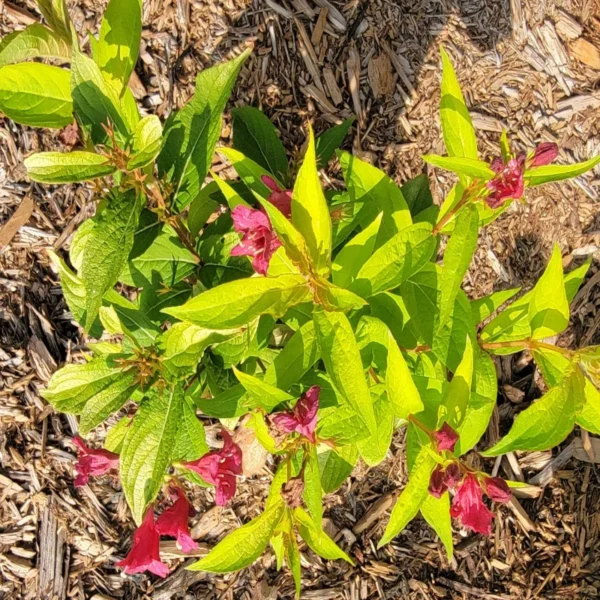 Weigela „Rubidol” - Ghiveci 0,7L - imagine 2