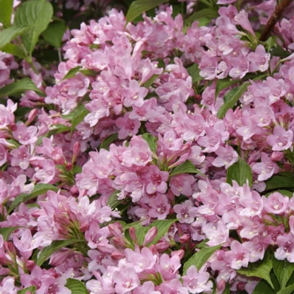 Weigela cu flori roz "Rosea" - Ghiveci 0,7L