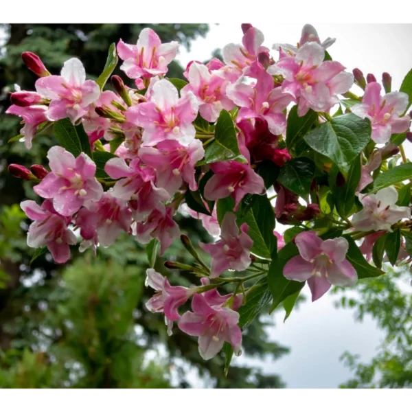 Weigela cu flori roz "Rosea" - Ghiveci 0,7L - imagine 2