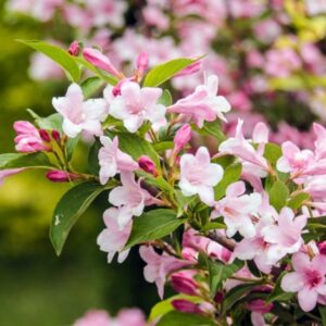 Weigela roz ‘Rosea’ 40-45 cm - Ghiveci 3L