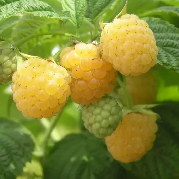 Zmeur 'Golden Queen'
