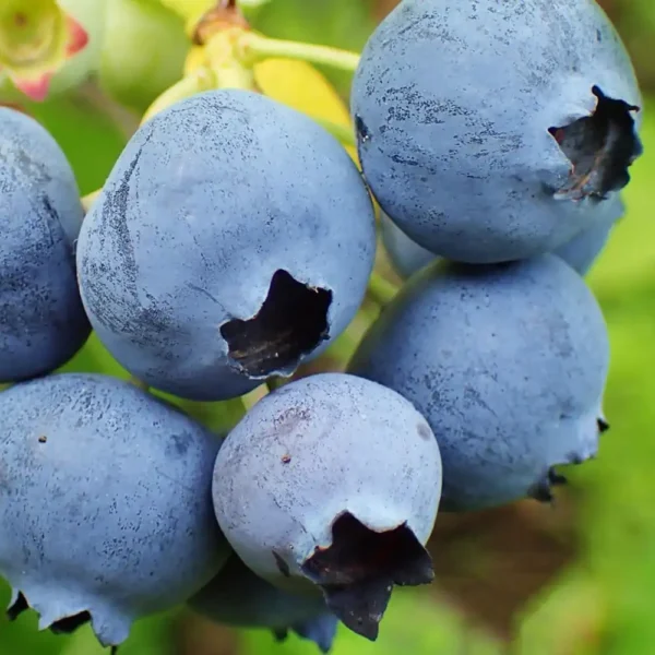 Afin - Vaccinium corymbosum 'Bluegold' ghiveci 0,7L