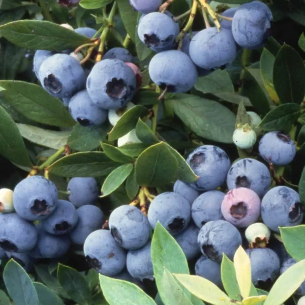 Afin - Vaccinium corymbosum 'Bluegold' ghiveci 0,7L - imagine 2