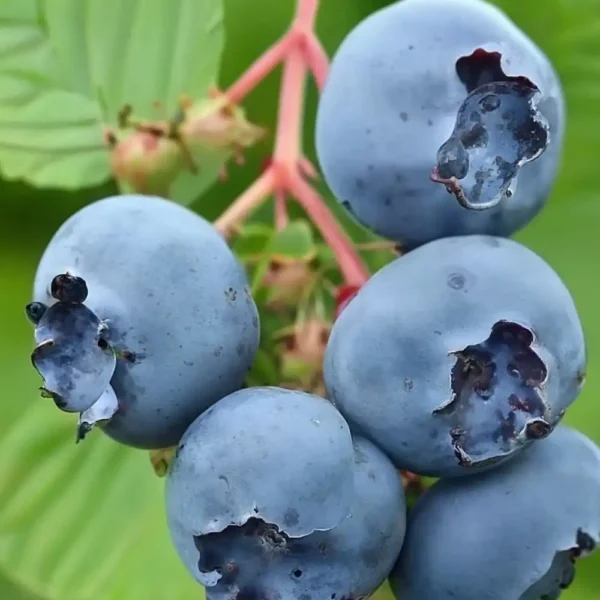 Afin - Vaccinium corymbosum 'Chandler' ghiveci 0,7L