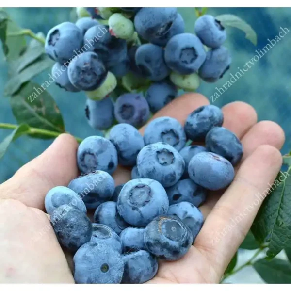 Afin - Vaccinium corymbosum 'Chandler' ghiveci 0,7L - imagine 3
