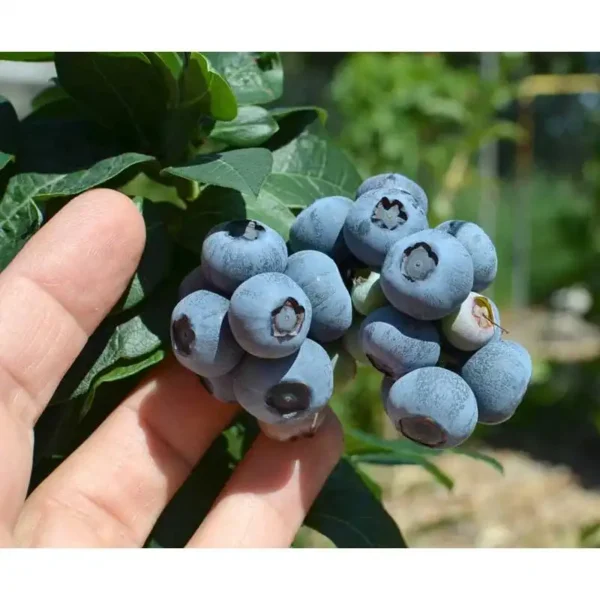 Afin - Vaccinium corymbosum 'Duke' ghiveci 0,7L - imagine 2