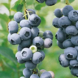 Afin - Vaccinium corymbosum 'Duke' ghiveci 0,7L