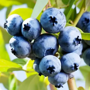 Afin - Vaccinium corymbosum 'Elizabeth' ghiveci 0,7L