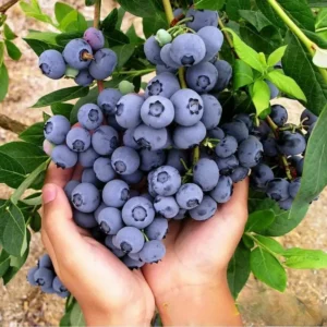 Afin-Vaccinium corymbosum 'Herbert' ghiveci 0,7L