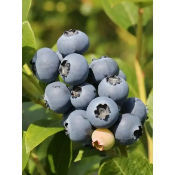 Afin-Vaccinium corymbosum 'Herbert' ghiveci 3L - imagine 3