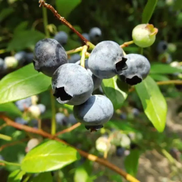 Afin - Vaccinium corymbosum 'Meader' ghiveci 0,7L - imagine 3