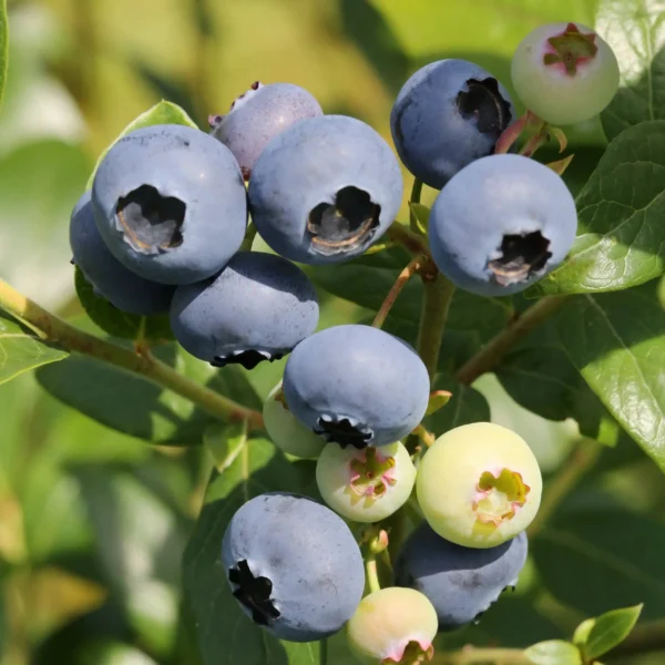 Afin - Vaccinium corymbosum 'Meader' ghiveci 0,7L