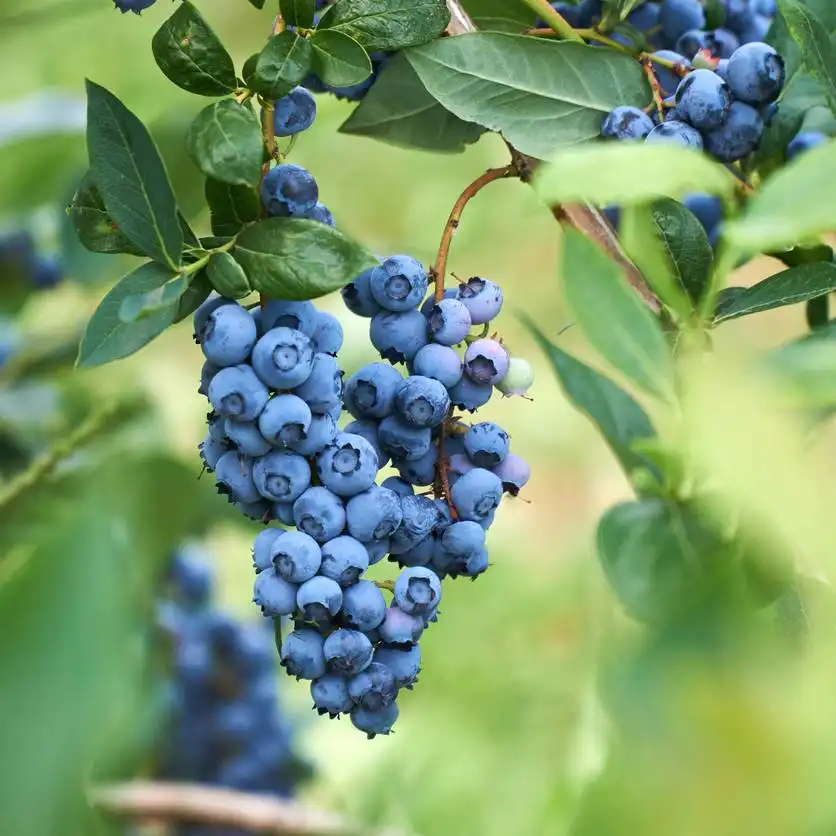Plante fructifere