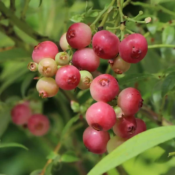 Afin - Vaccinium corymbosum 'Pink Lemonade' ghiveci 0,7L