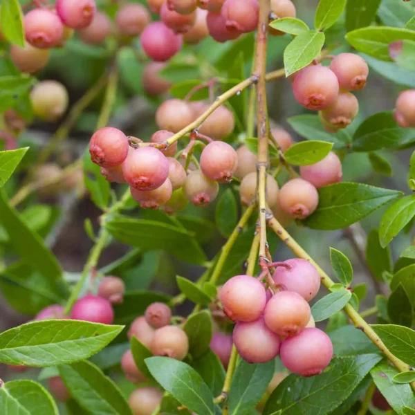 Afin - Vaccinium corymbosum 'Pink Lemonade' ghiveci 0,7L - imagine 3