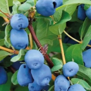 Afin-Lonicera kamtschatica 'Wojtek' ghiveci 0,7L