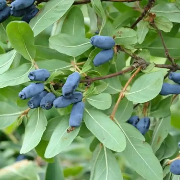 Afin-Lonicera kamtschatica 'Wojtek' ghiveci 0,7L - imagine 3