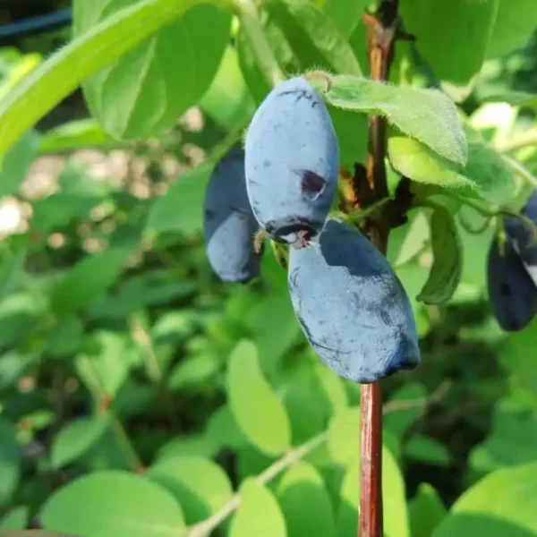 Afin-Lonicera kamtschatica 'Wojtek' ghiveci 0,7L - imagine 4