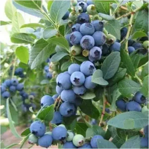 Afin - Vaccinium corymbosum 'Sierra' ghiveci 0,7L
