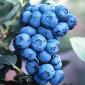 Afin - Vaccinium corymbosum 'Sierra' ghiveci 3L