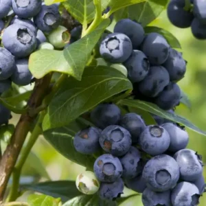 Afin - Vaccinium corymbosum 'Spartan' ghiveci 0,7L