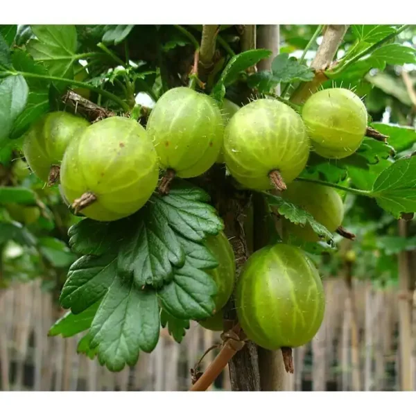 Agris - Ribes uva-crispa 'Invicta' ghiveci 0,7L - imagine 7