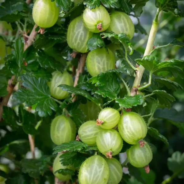 Agris - Ribes uva-crispa 'Invicta' ghiveci 0,7L - imagine 8