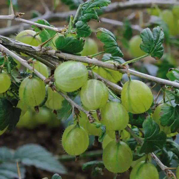 Agris - Ribes uva-crispa 'Invicta' ghiveci 0,7L - imagine 6