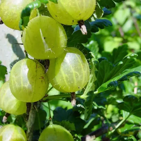 Agris - Ribes uva-crispa 'Invicta' ghiveci 0,7L - imagine 3