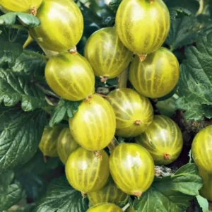 Agris - Ribes uva-crispa 'Invicta' 45-45 cm -  Ghiveci 3L