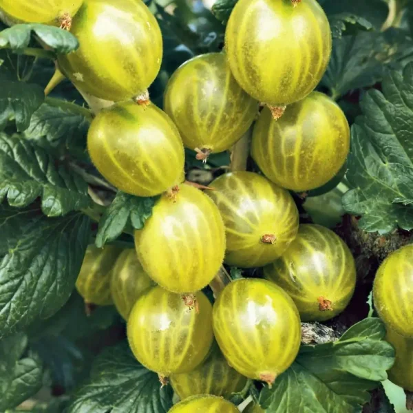 Agris - Ribes uva-crispa 'Invicta' ghiveci 0,7L