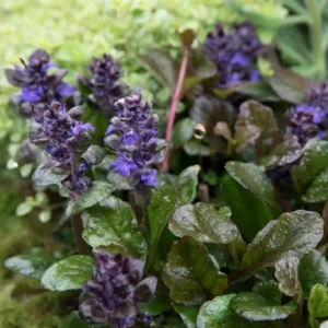 Ajuga reptans (Vinerita)  ghiveci 3L