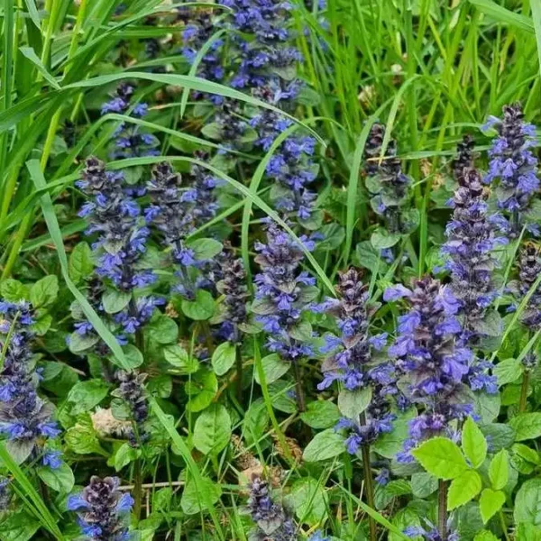Ajuga reptans (Vinerita) ghiveci 0,7L - imagine 3