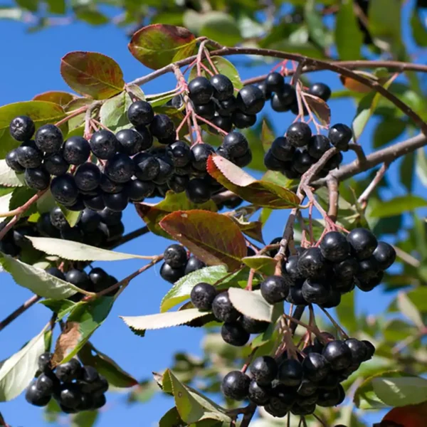 Aronia Hugin ghiveci 0.7L - imagine 2