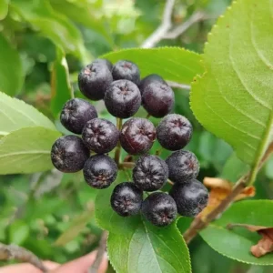 Aronia Hugin ghiveci 0.7L