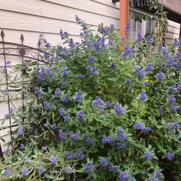 Barbă Caryopteris x clandonensis 'Kew Blue' - Ghiveci 3L - imagine 2