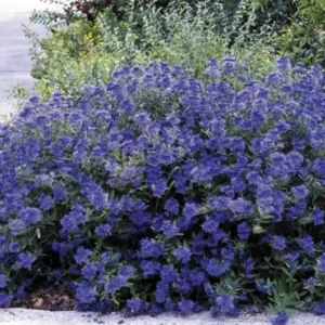 Barbă Caryopteris x clandonensis 'Kew Blue' - Ghiveci 3L
