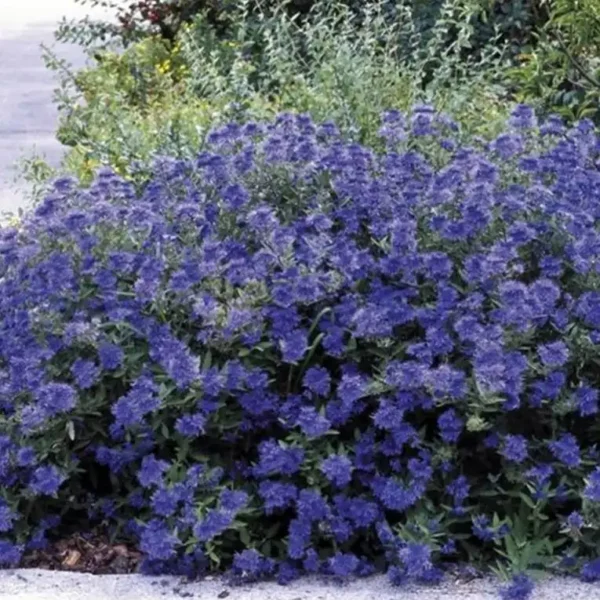 Barbă Caryopteris x clandonensis 'Kew Blue' - Ghiveci 3L